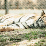 ポケモンスリープはつまらない？どんなゲーム？感想まとめ