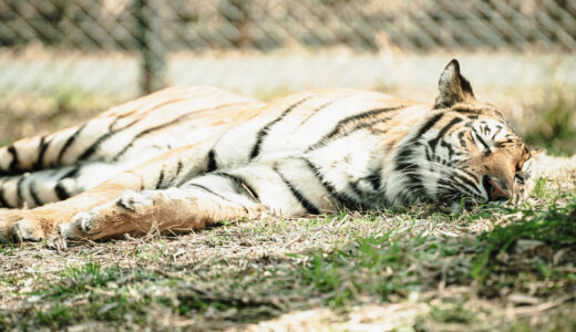 ポケモンスリープはつまらない？どんなゲーム？感想まとめ